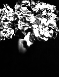 dried hydrangea flashlight