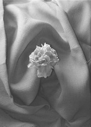 flowers_00