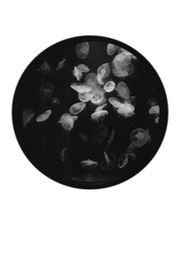 jellyfish circle